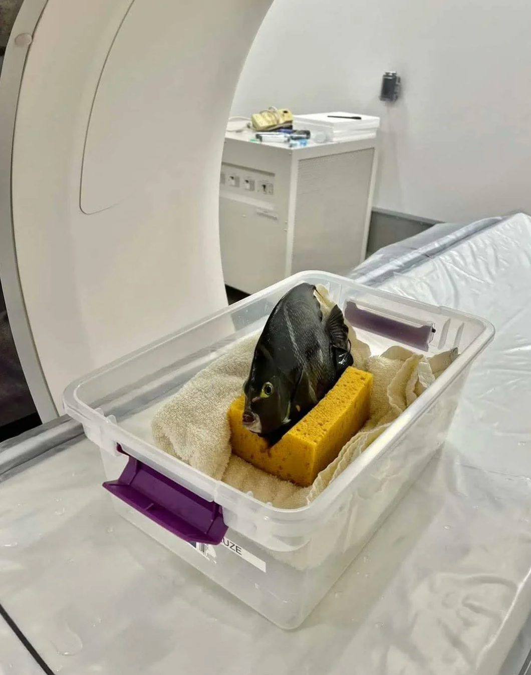 Fish positioned on a sponge inside a plastic container, set on a medical imaging machine