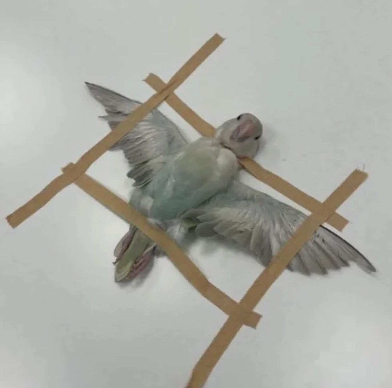 A bird lies on its back with wings outstretched, taped in a cross pattern on a flat surface