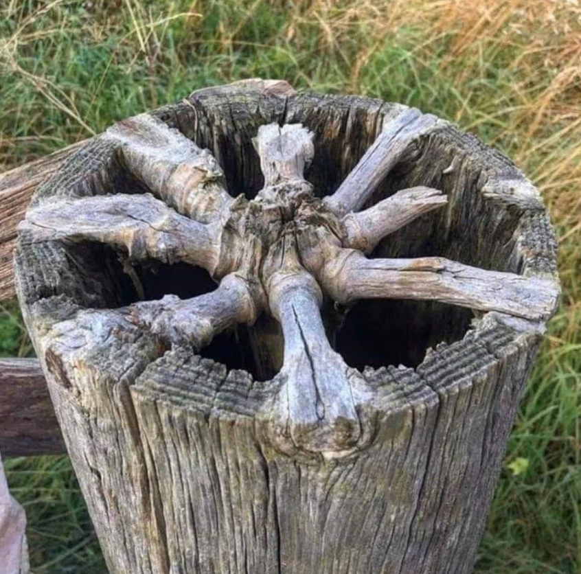 Weathered wooden post with intricate, star-like cracks at the top, set in a grassy area