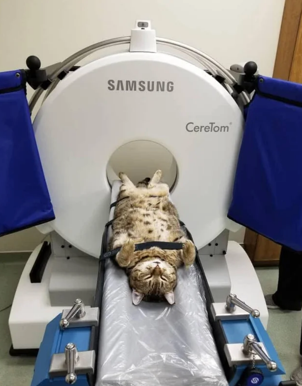 A cat lies on its back inside a medical CT scanner, appearing relaxed and calm during the procedure
