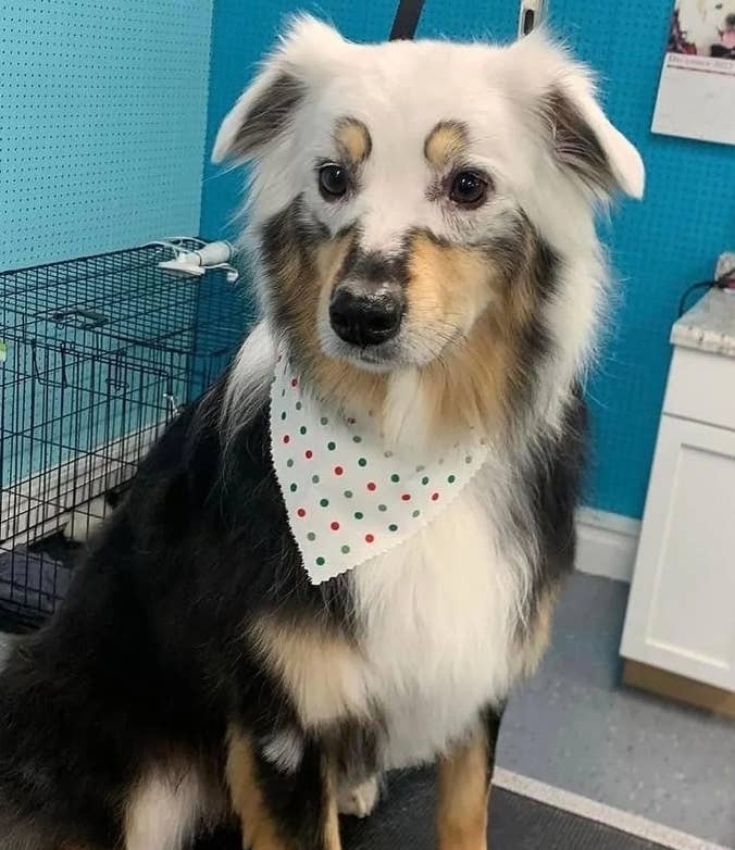 Dog wearing a polka dot bandana, sitting indoors near a cage and a counter