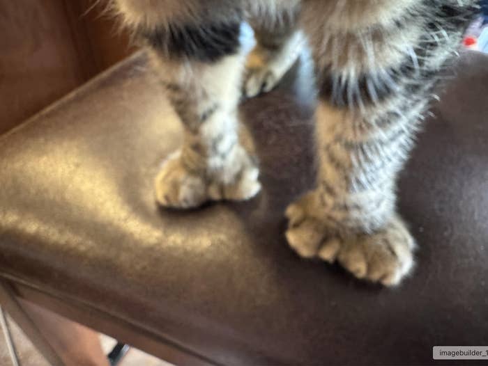 Cat standing on a chair, focusing on its furry paws and legs