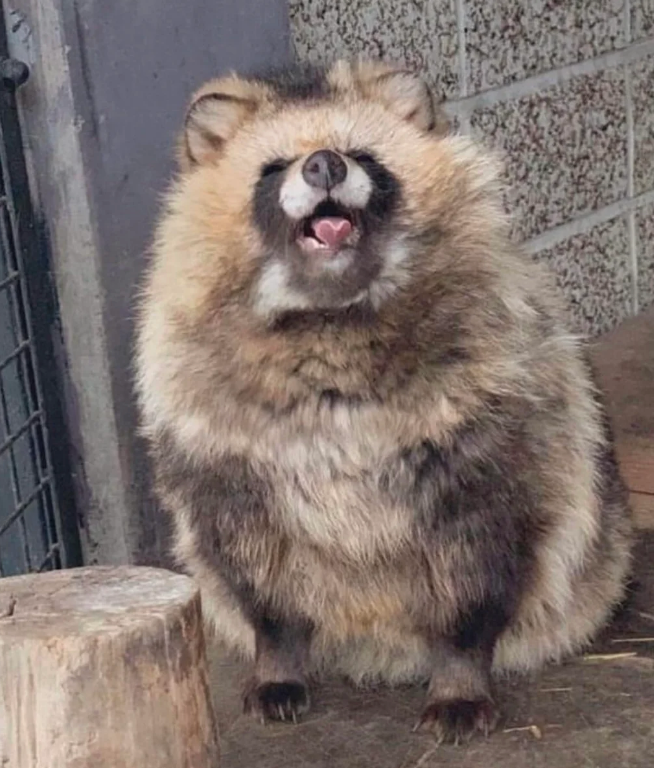 Raccoon-like animal sitting happily with its mouth open, appearing to smile, in an enclosure with a wooden post nearby
