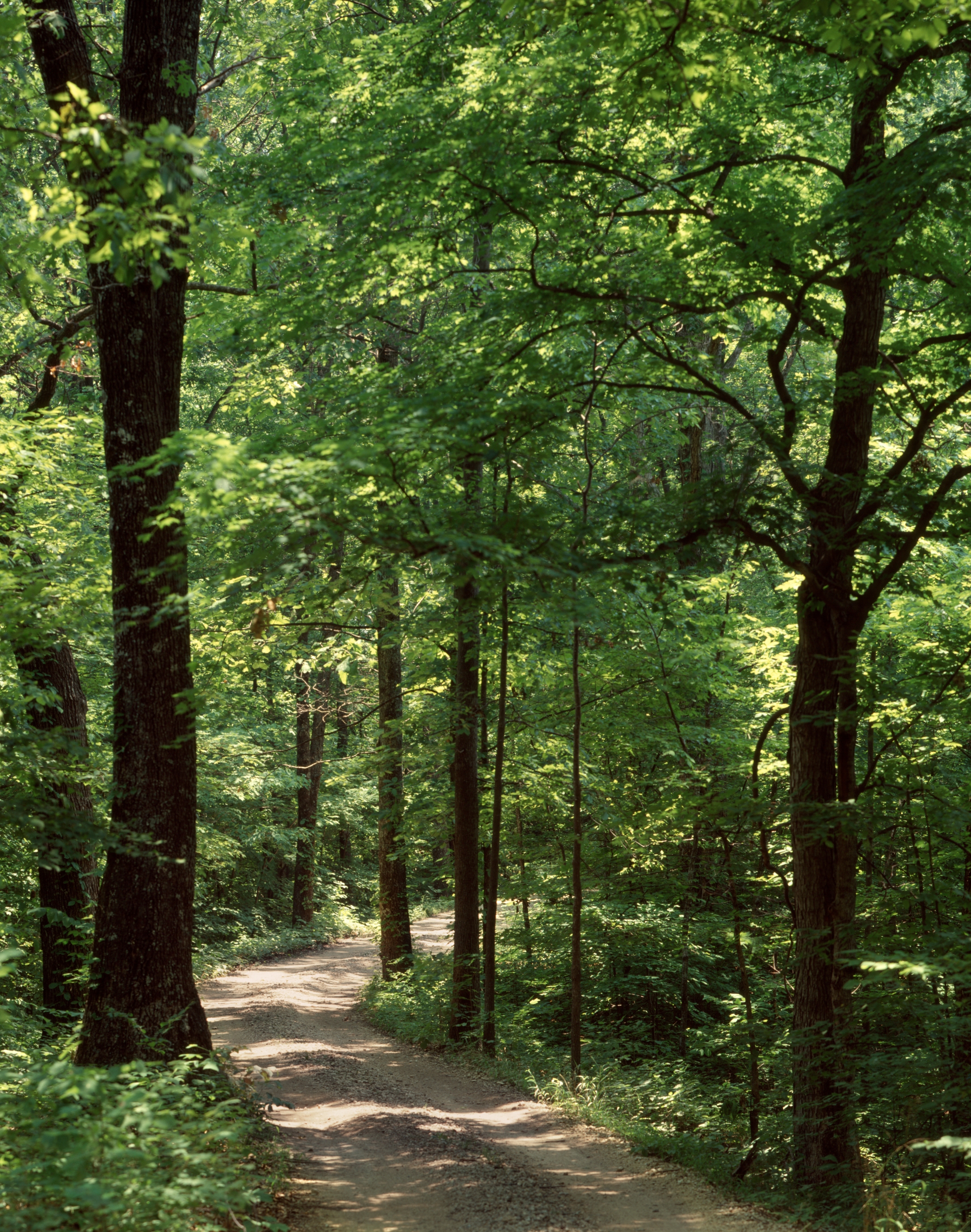 A serene forest path surrounded by tall trees with lush foliage