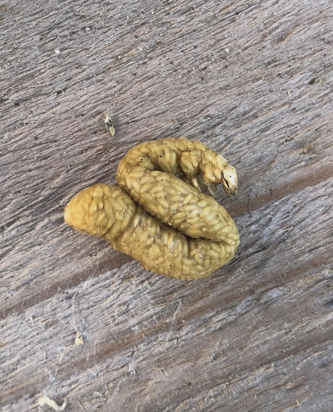 A curled pile of animal droppings on a wooden surface