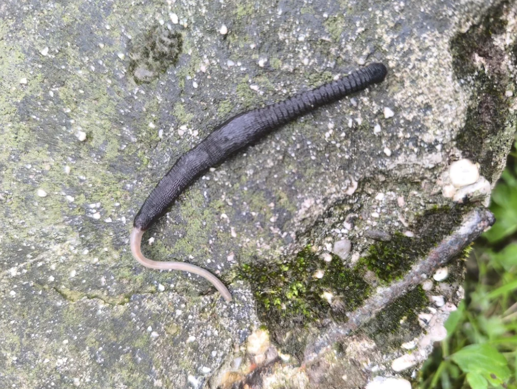 Black leech on mossy rock, coiled with its slimy body extended