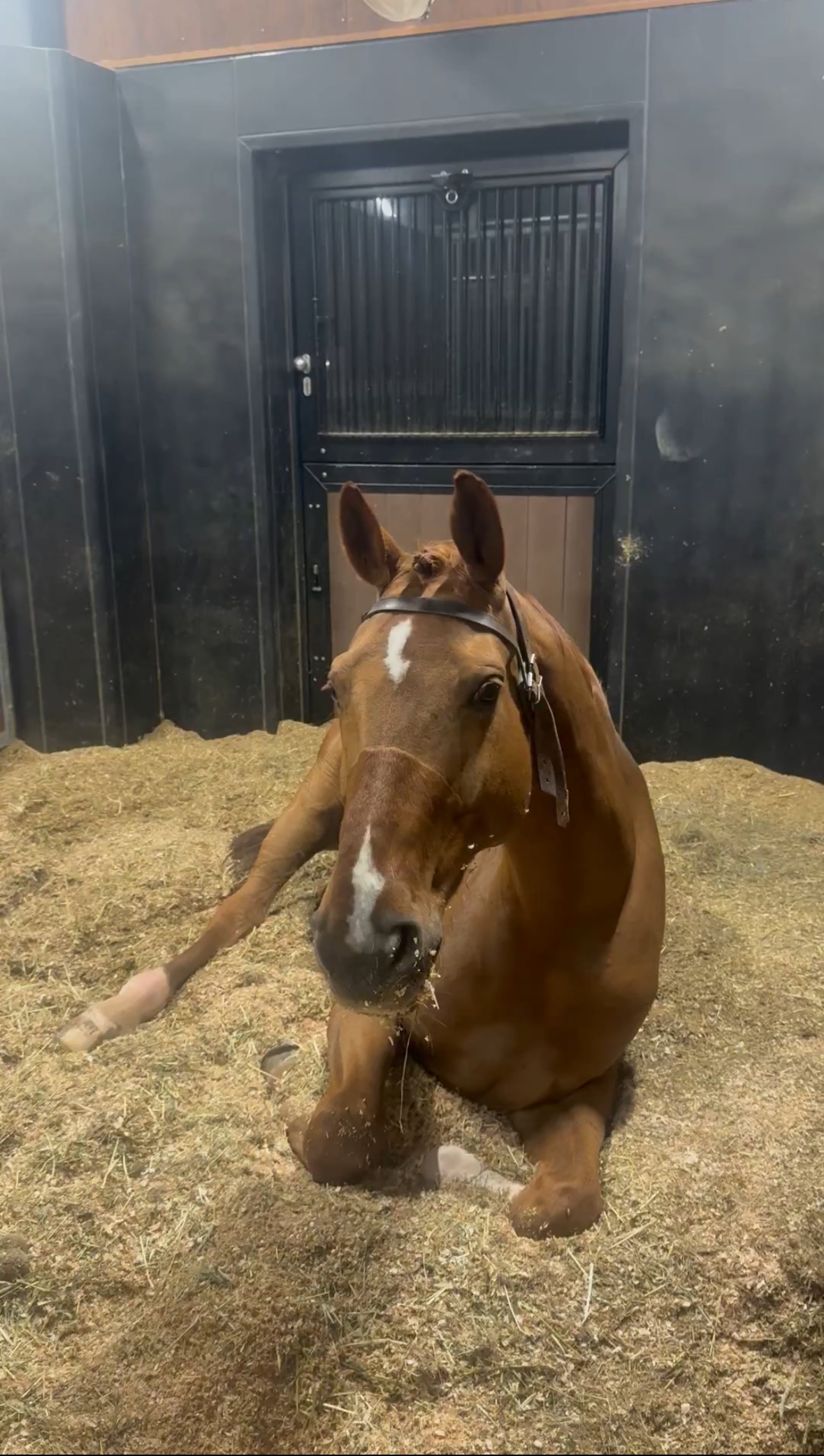 なんだその動きは…！？ 歩き方を忘れたお馬さん、まさかの