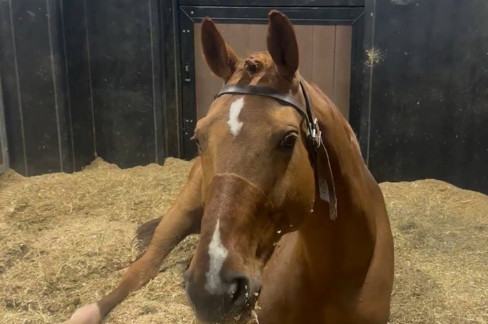 馬房でリラックスするデンキーくん/Effort StableさんのXアカウント(@EffortStable)より