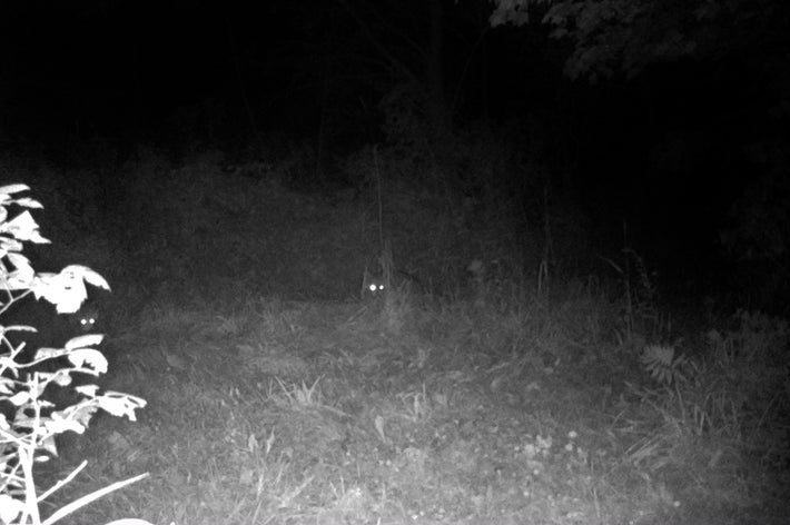 暗闇の森の中で2つの輝く目がカメラのフラッシュを反射しています。周囲は植物が茂っています。