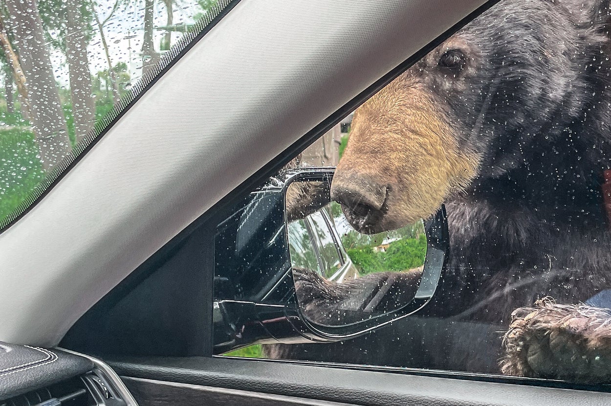 車のサイドミラーを覗くクマ。助手席の窓の外にクマの顔が近づいている場面です。