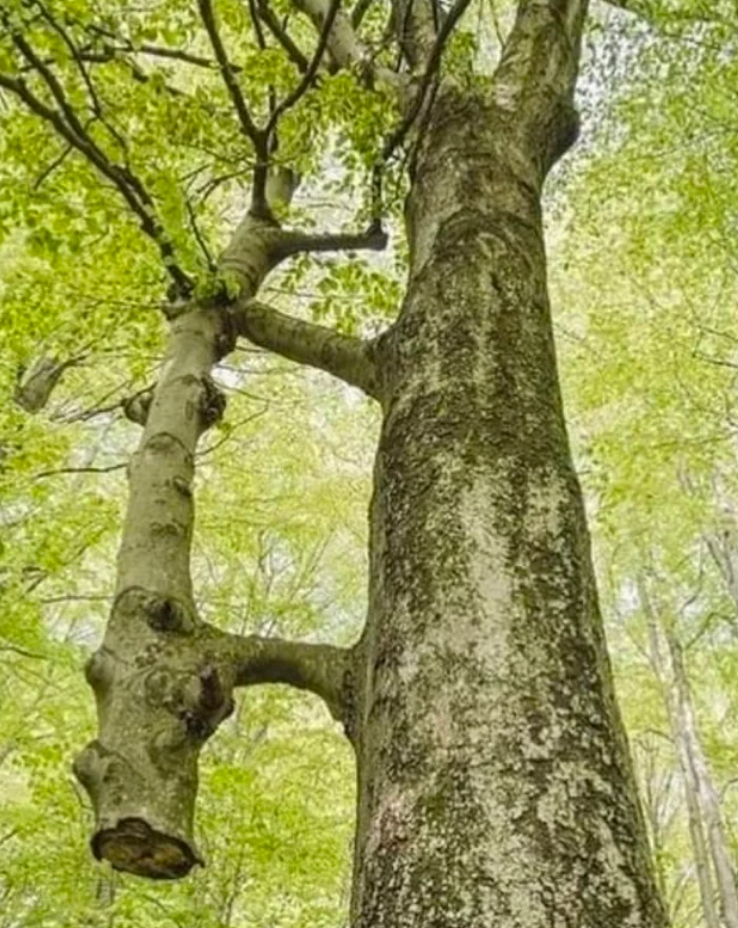 Two tall trees with textured trunks stand closely together in a forest, surrounded by lush, leafy branches