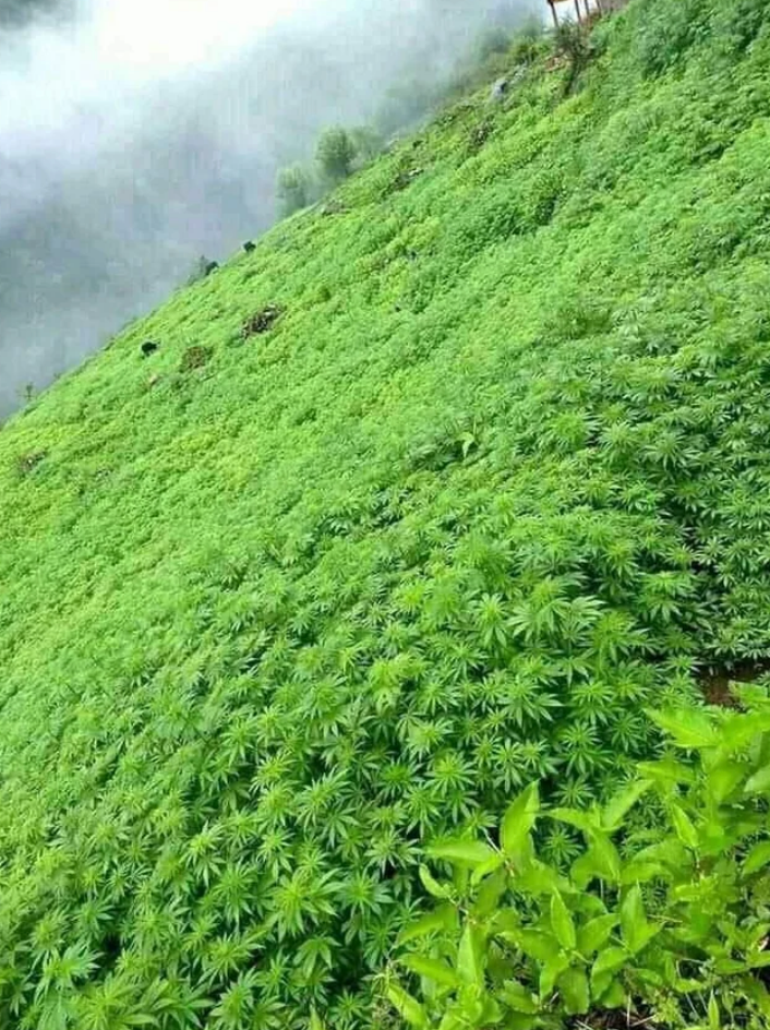 Lush green plants cover a vast hillside, creating a dense and vibrant natural landscape. Mist is visible in the background