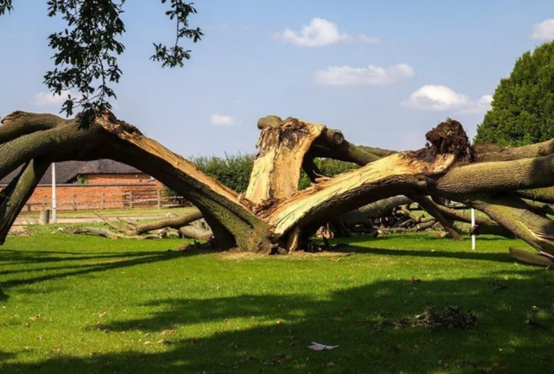 Fallen tree with split trunk lying on grass, branches spreading outward under a clear sky