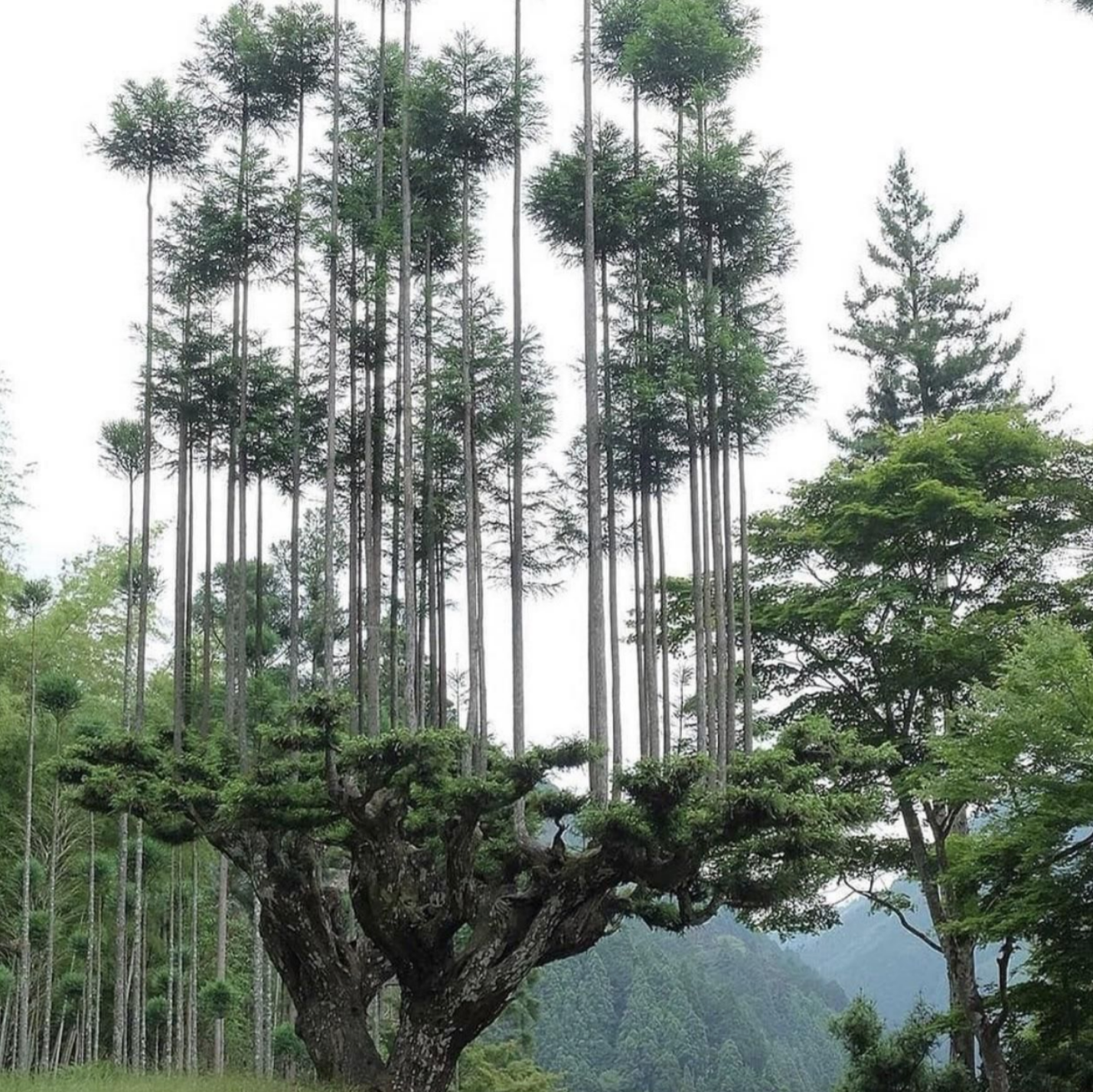 Unusually tall trees with thin trunks rise above a dense forest canopy, creating an intriguing natural landscape