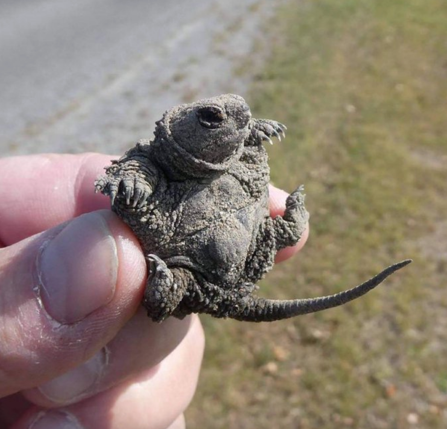 A small, young snapping turtle is gently held between two fingers, its limbs outstretched and its texture rough and bumpy