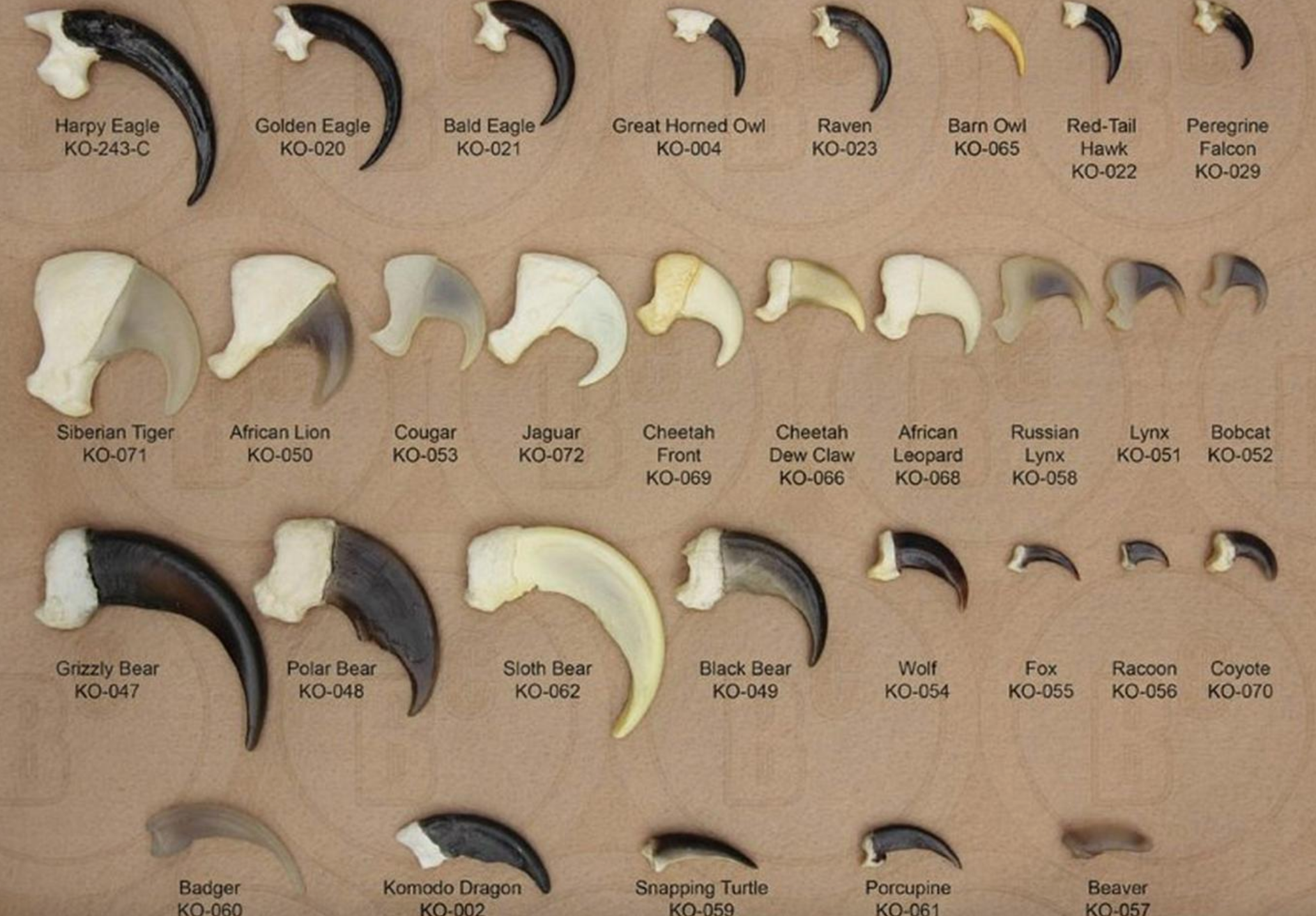 Various animal claws are displayed in rows with labels, including eagle, owl, bear, big cats, and more