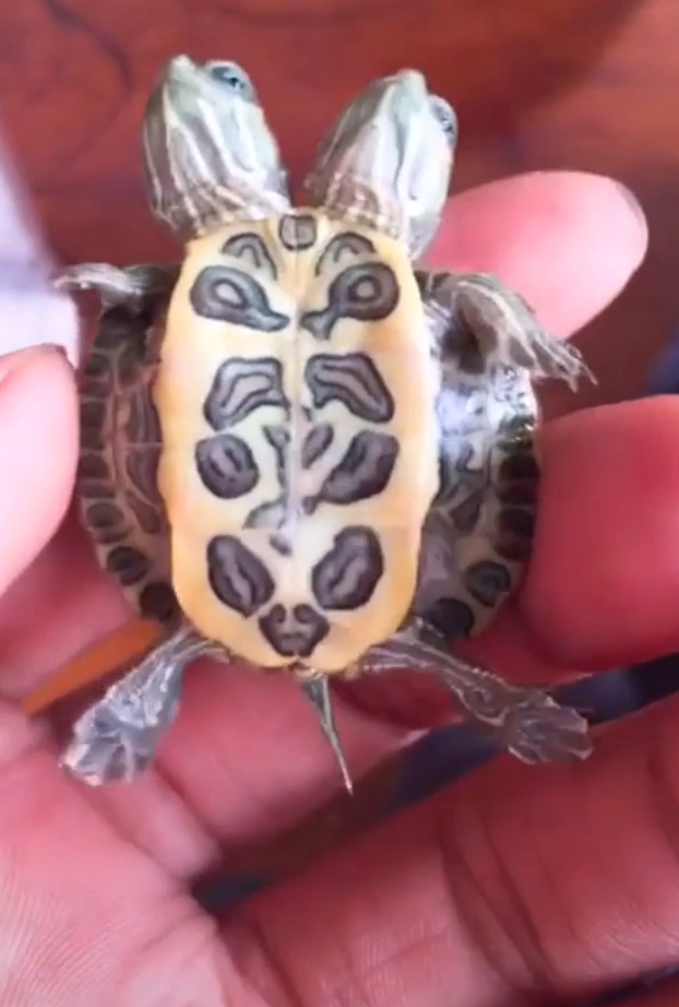 A person holds a small two-headed turtle with distinct shell patterns in their hand
