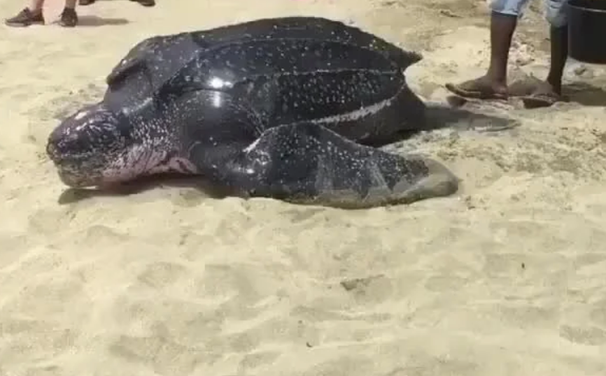 Large sea turtle resting on the sandy beach, surrounded by people standing nearby
