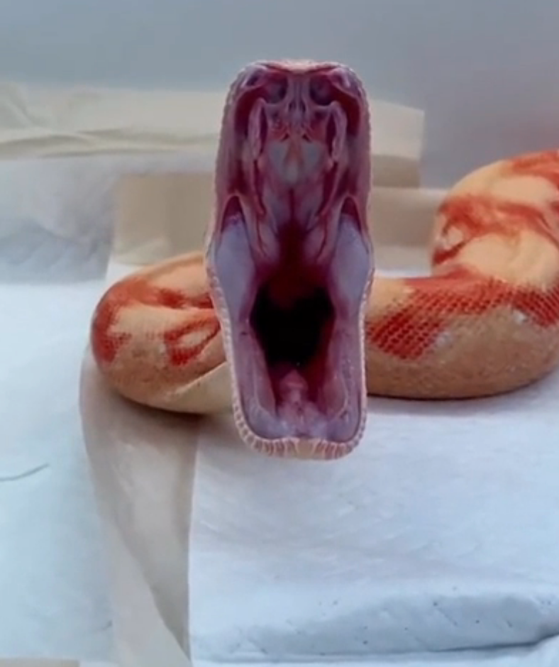 Snake with mouth open wide, showing its fangs, resting on a white surface