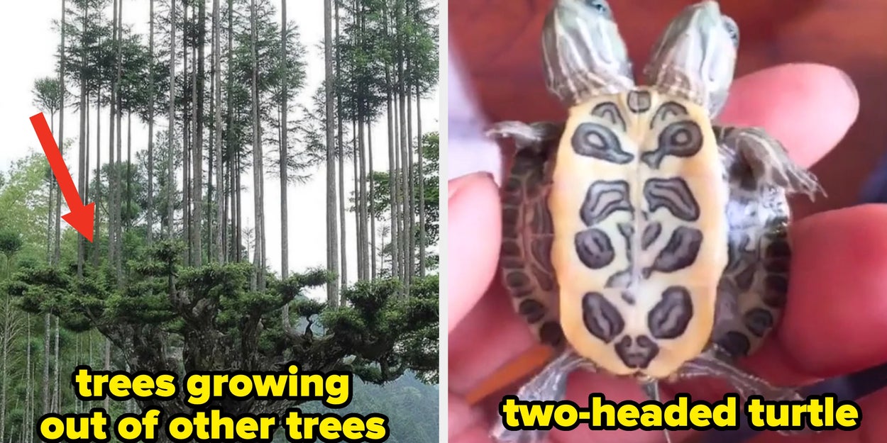21 Extremely Rare Photos Of Animals And Nature That Will Totally Change How You Think Of Them