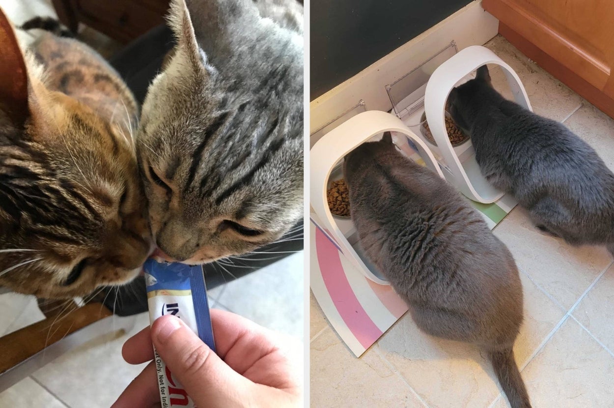 Two cats lick a treat from a packet. On the right, two cats eat from side-by-side bowls