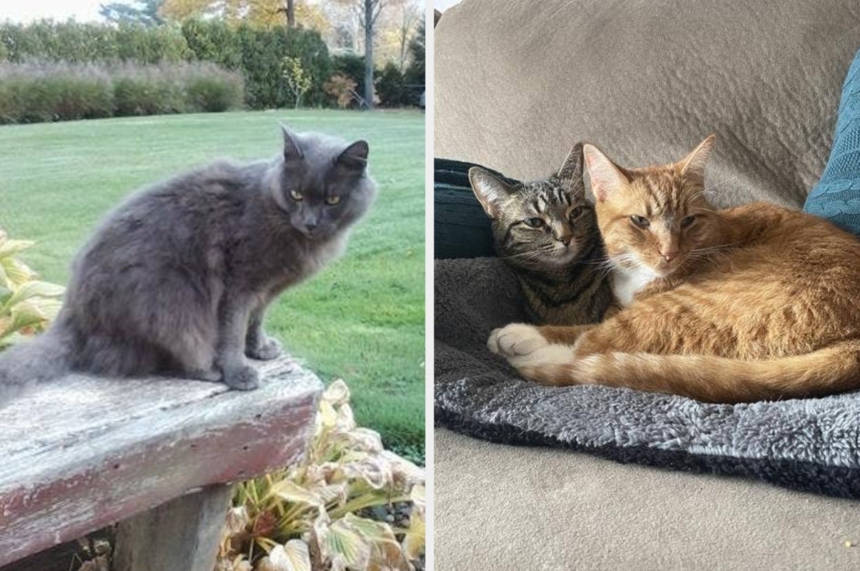 A fluffy gray cat outdoors and two cats, one tabby and one orange, cozily nestled on a sofa indoors