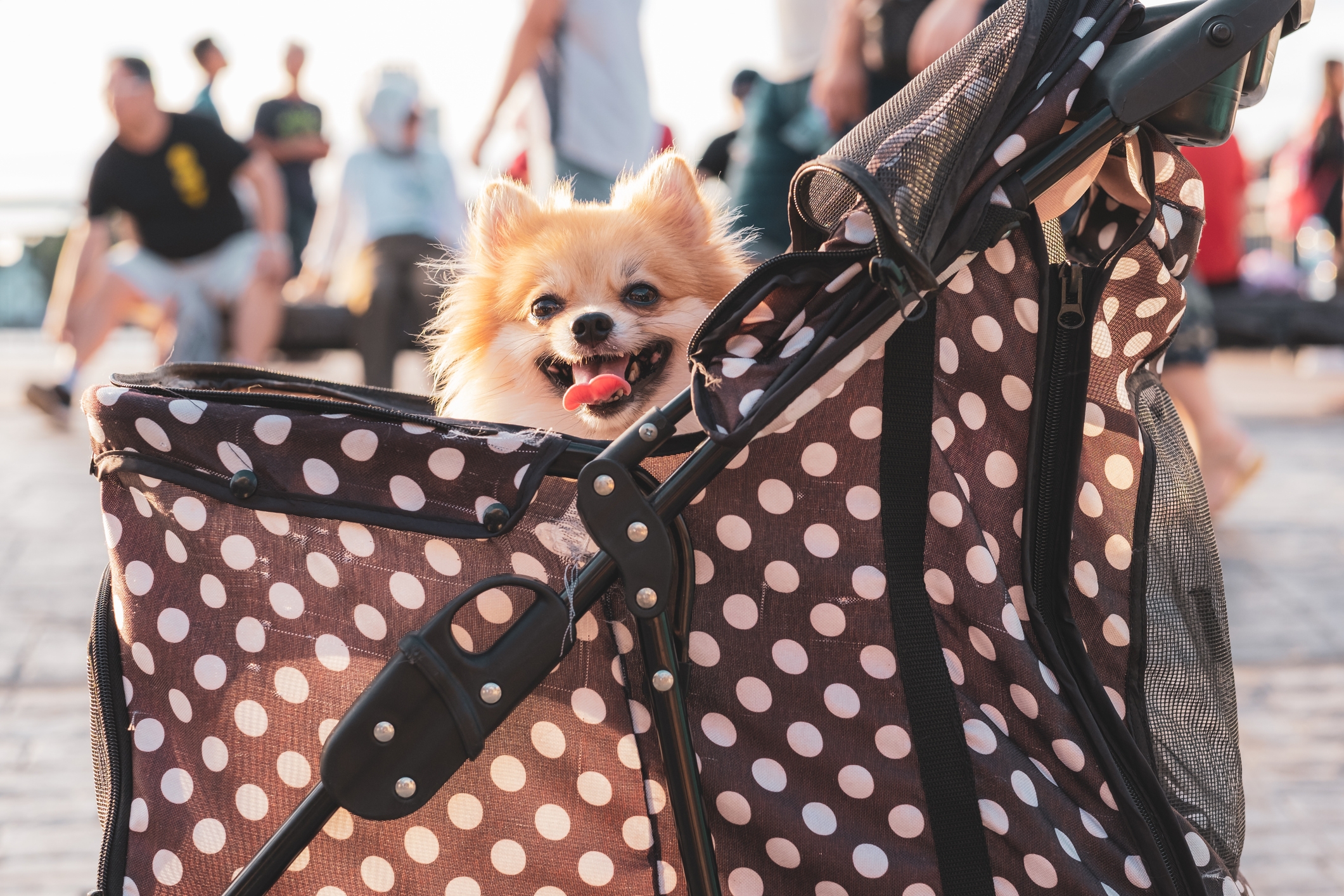 Small dog happily sitting in a polka-dot stroller, tongue out, with people walking in the background