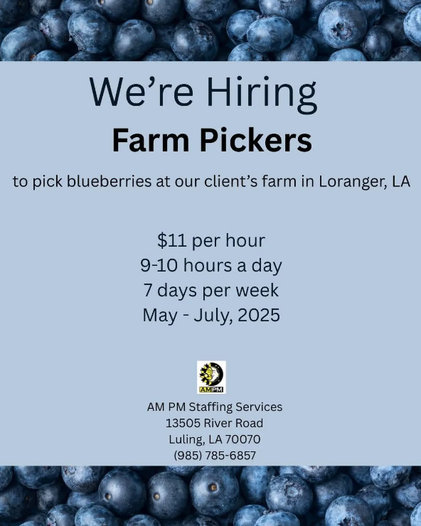 "We're Hiring Farm Pickers" flyer for blueberry picking in Loranger, LA. Pay: $11/hour, 9-10 hours/day, 7 days/week. Job starts May-July 2025. Contact info included