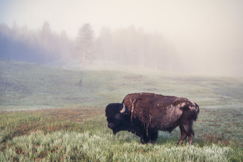 Bison standing in a misty field with trees in the background