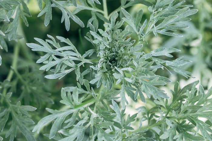 Close-up of green, leafy plant with intricate, feathery leaves