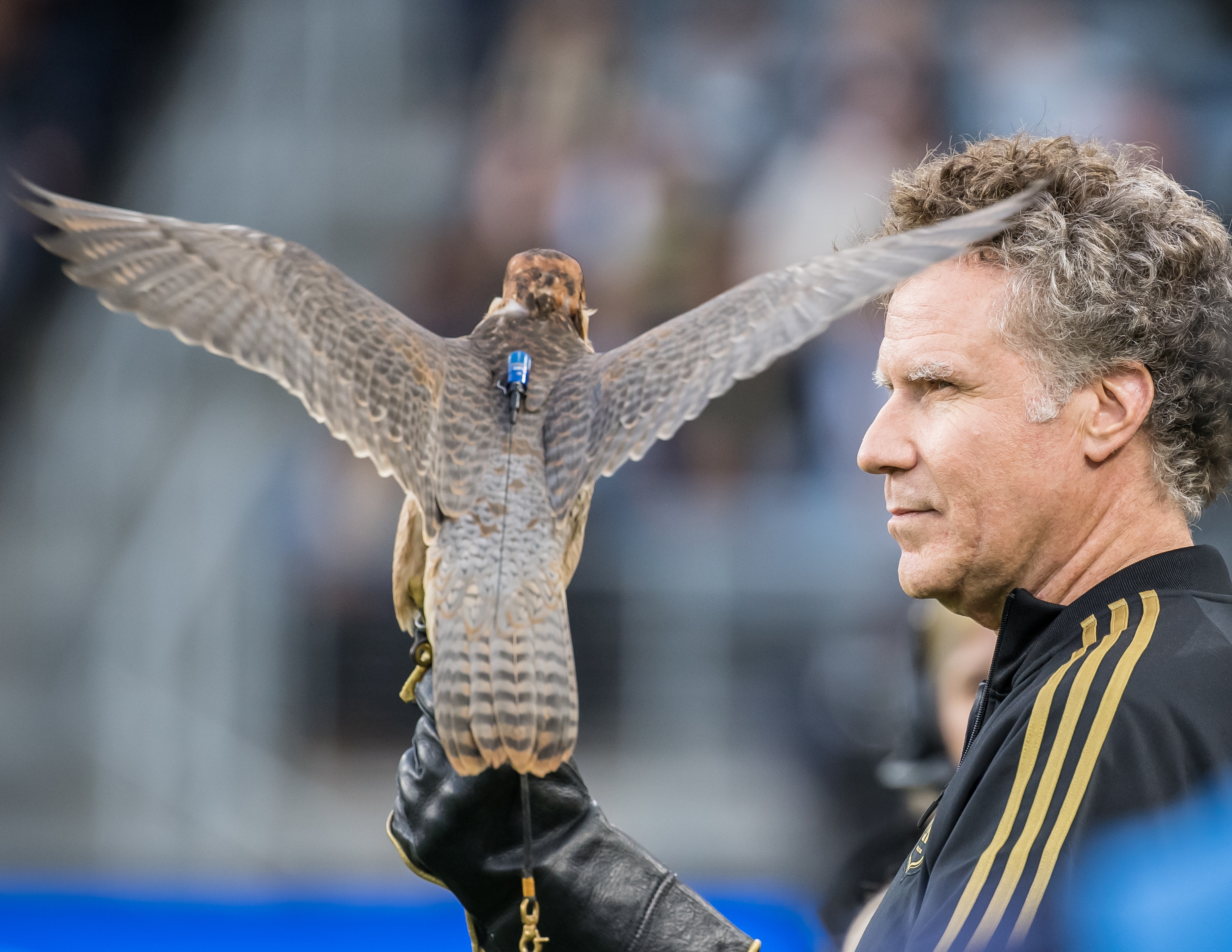 A man holds a falcon with spread wings on his gloved hand, looking intently at it, at what appears to be a sports event