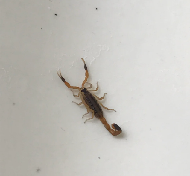 Small scorpion with raised tail on a white surface