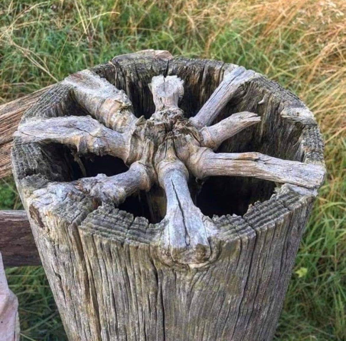 Wooden post with a weathered, natural star-shaped pattern at the top, surrounded by greenery