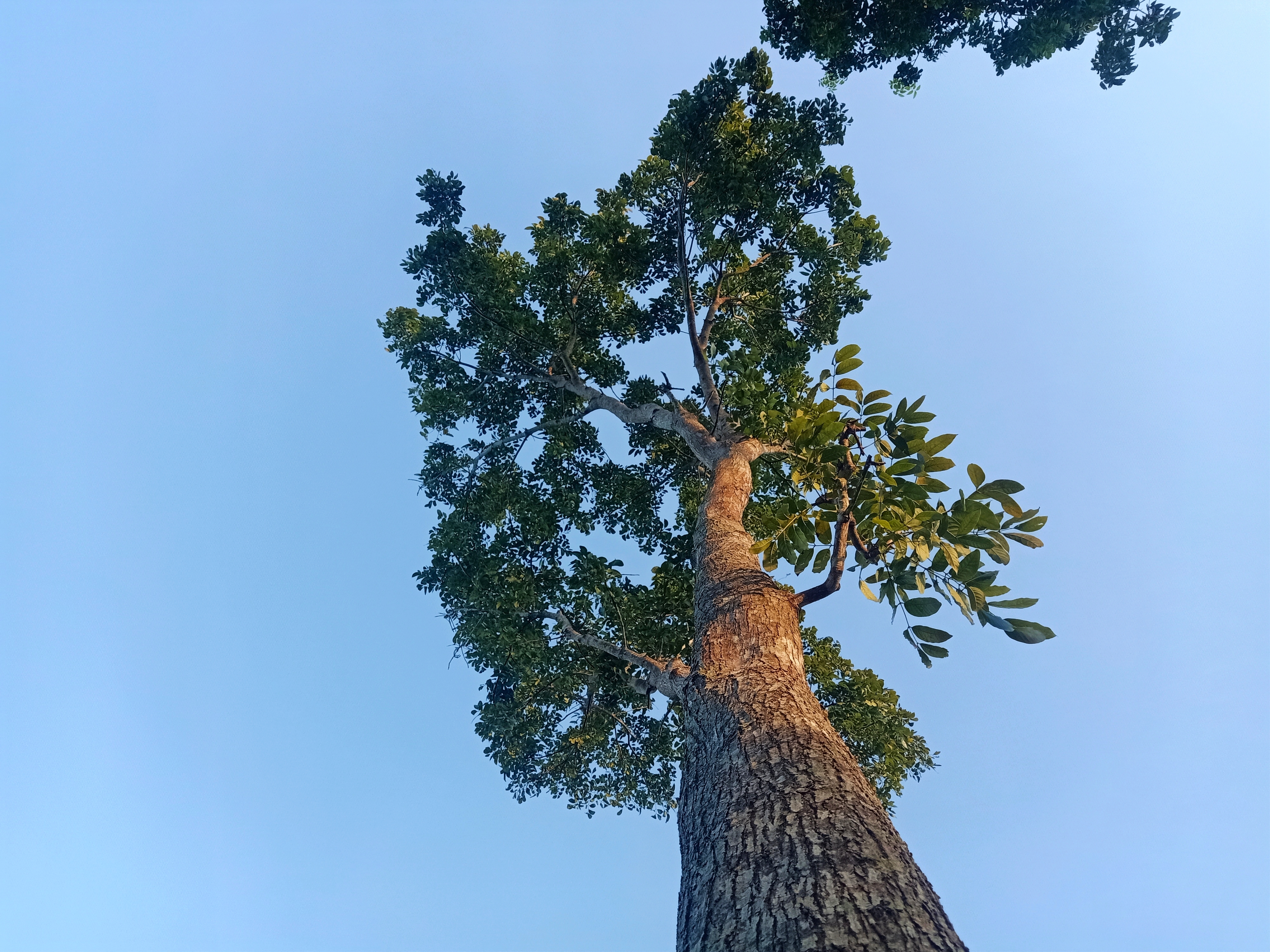 Tall tree with a textured trunk and a leafy canopy, viewed from the base looking up against a clear sky