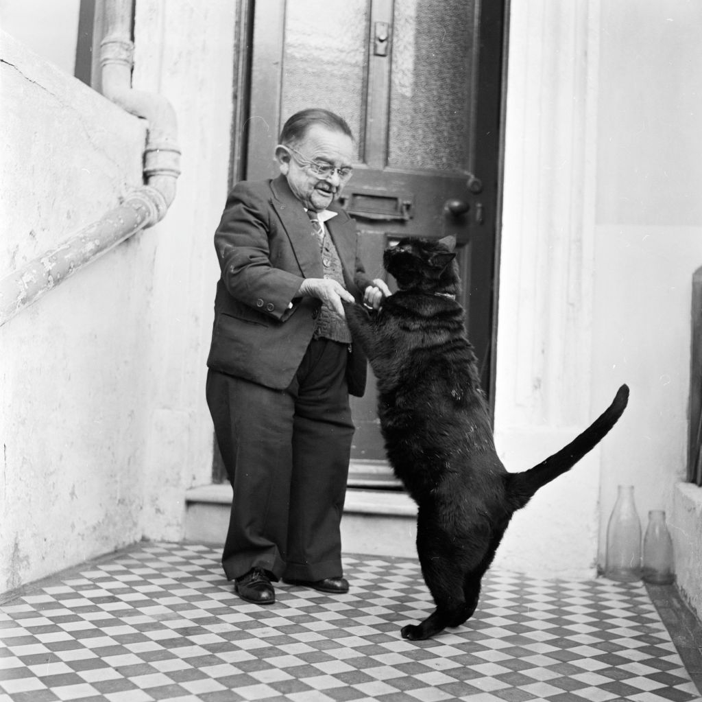 Person in a suit playfully holds a standing cat's paws on a checkered floor