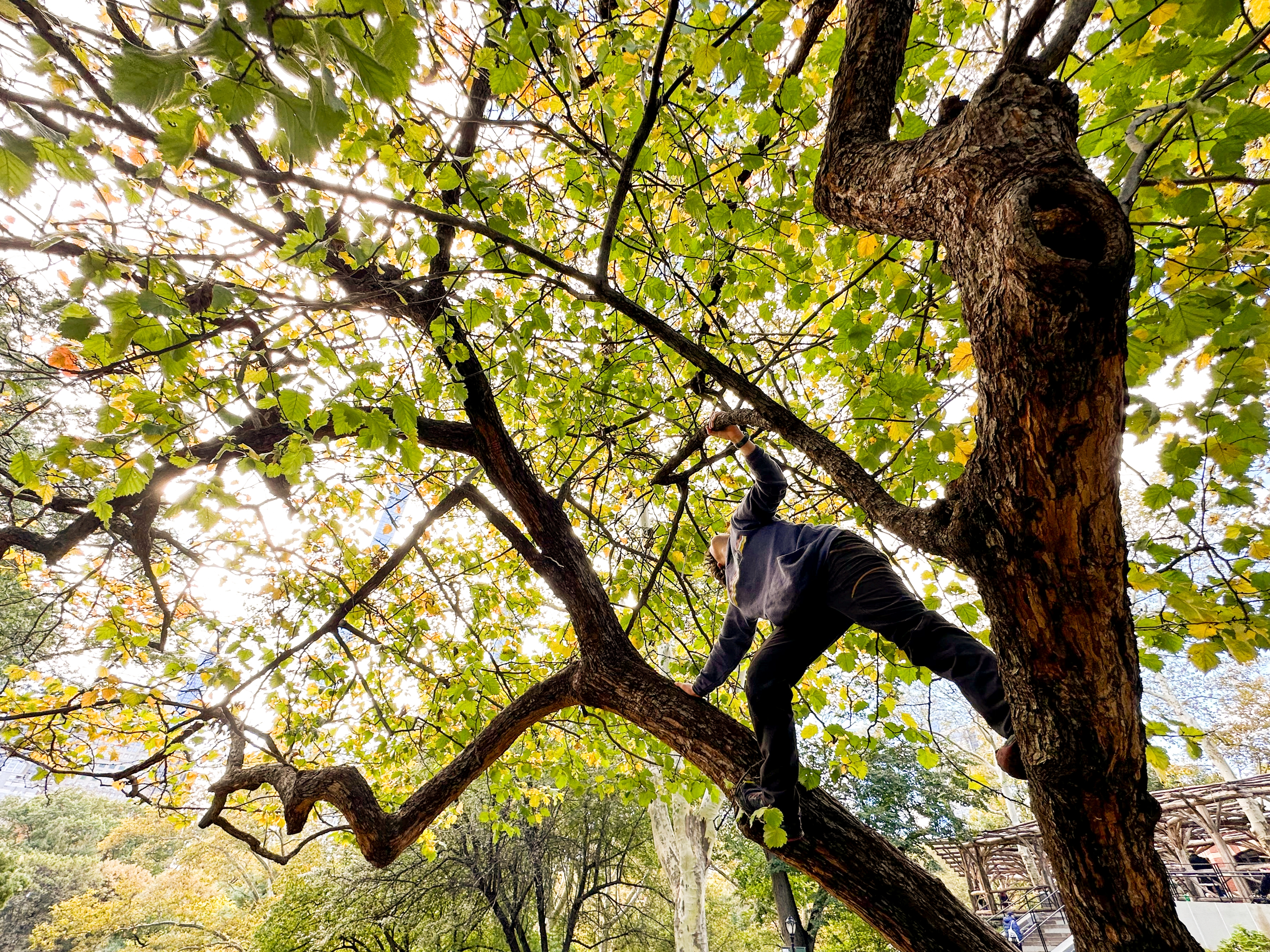 Person climbing a tree in a park setting, surrounded by green leaves and branches. The scene captures adventure and nature