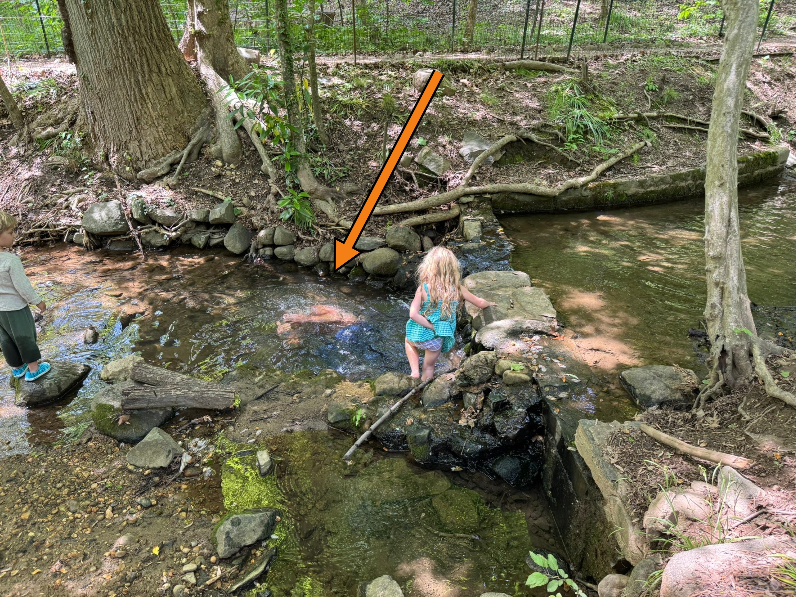 Two young children stand on rocks in the creek bed of a forested area. RFK Jr. is fully submerged underwater in the creek, though the water is clear enough for him to be identifiable beneath it. He is wearing long pants, but is not wearing a shirt