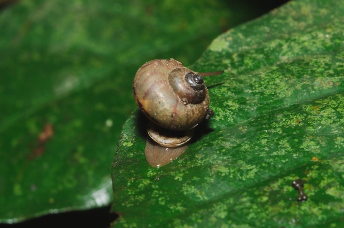 葉の上に小さなカタツムリがいる。