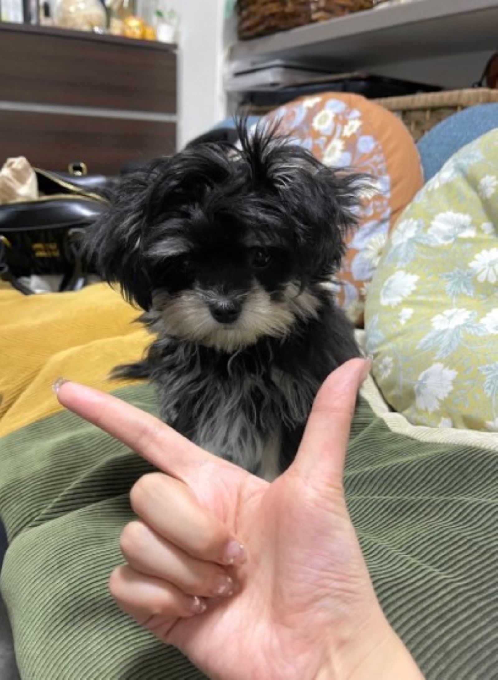 「チワマルのちくわ」さん(@chikuwa__dayo_)のXより