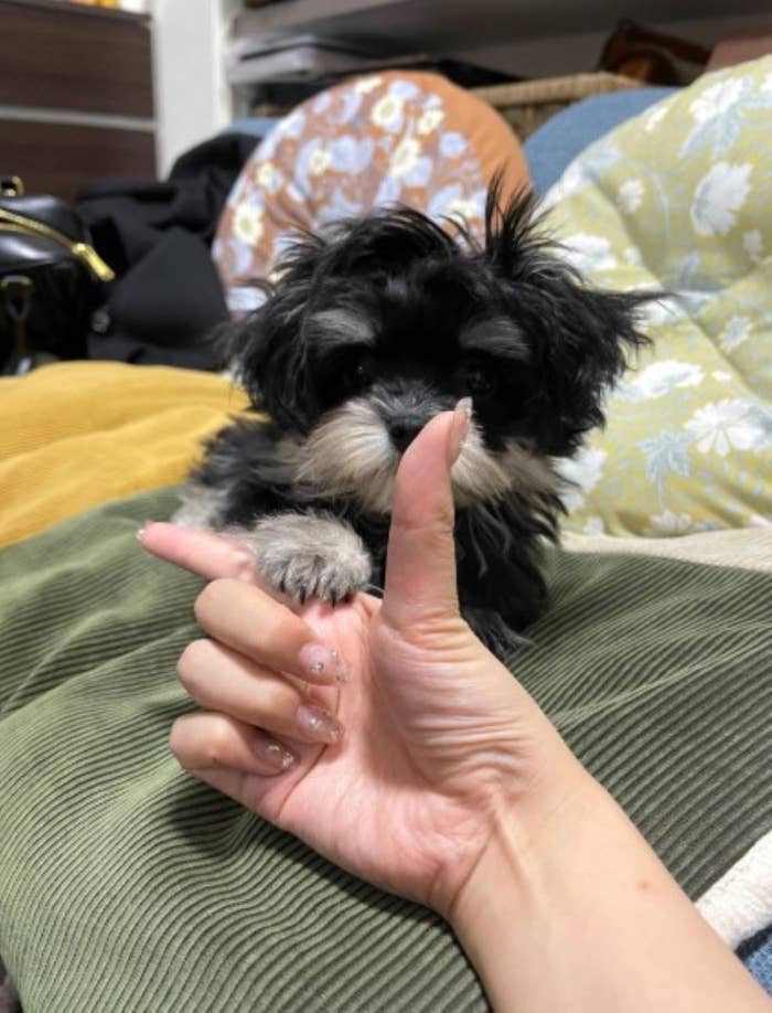 「チワマルのちくわ」さん(@chikuwa__dayo_)のXより