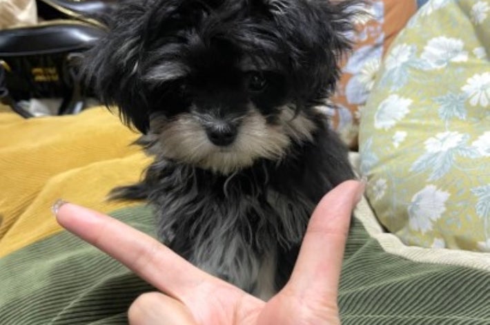 「チワマルのちくわ」さん(@chikuwa__dayo_)のXより