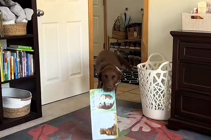 室内で犬が飼い主に犬用のおもちゃを運んでいる様子。「授乳中に犬が持ってくるもの」とテキストが表示されている。