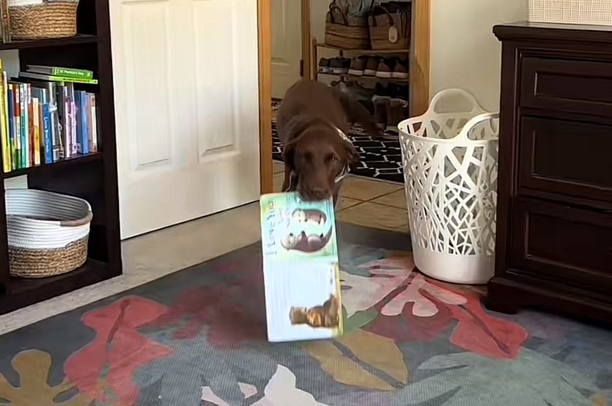 室内で犬が飼い主に犬用のおもちゃを運んでいる様子。「授乳中に犬が持ってくるもの」とテキストが表示されている。