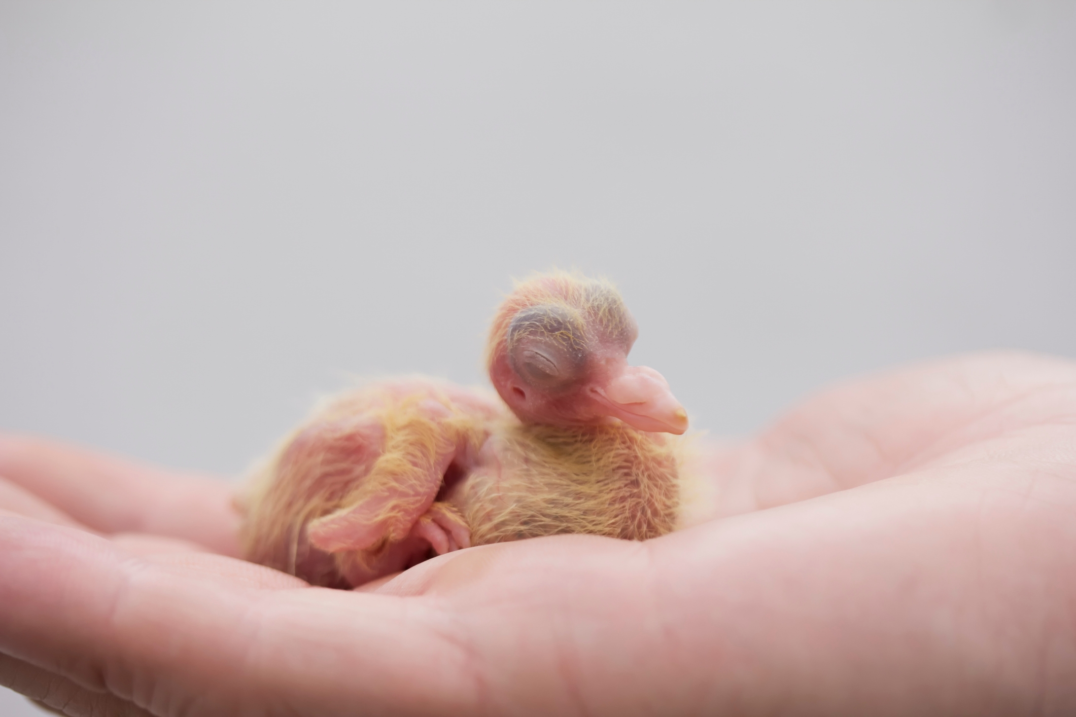 A tiny, fluffy baby bird rests in an open palm, eyes closed and nestled comfortably