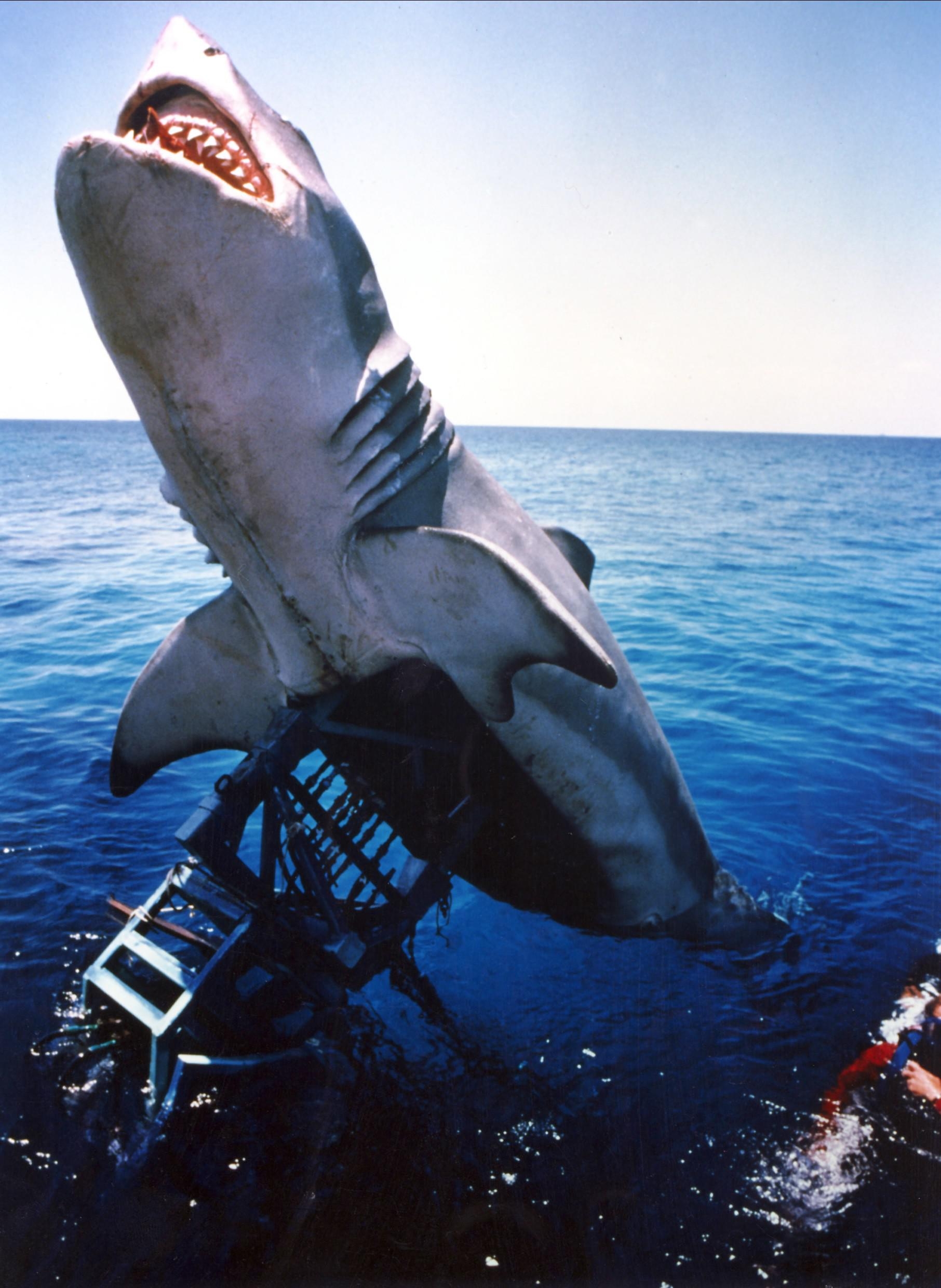 Mechanical shark prop emerging from the ocean on a metal rig, mimicking an attack
