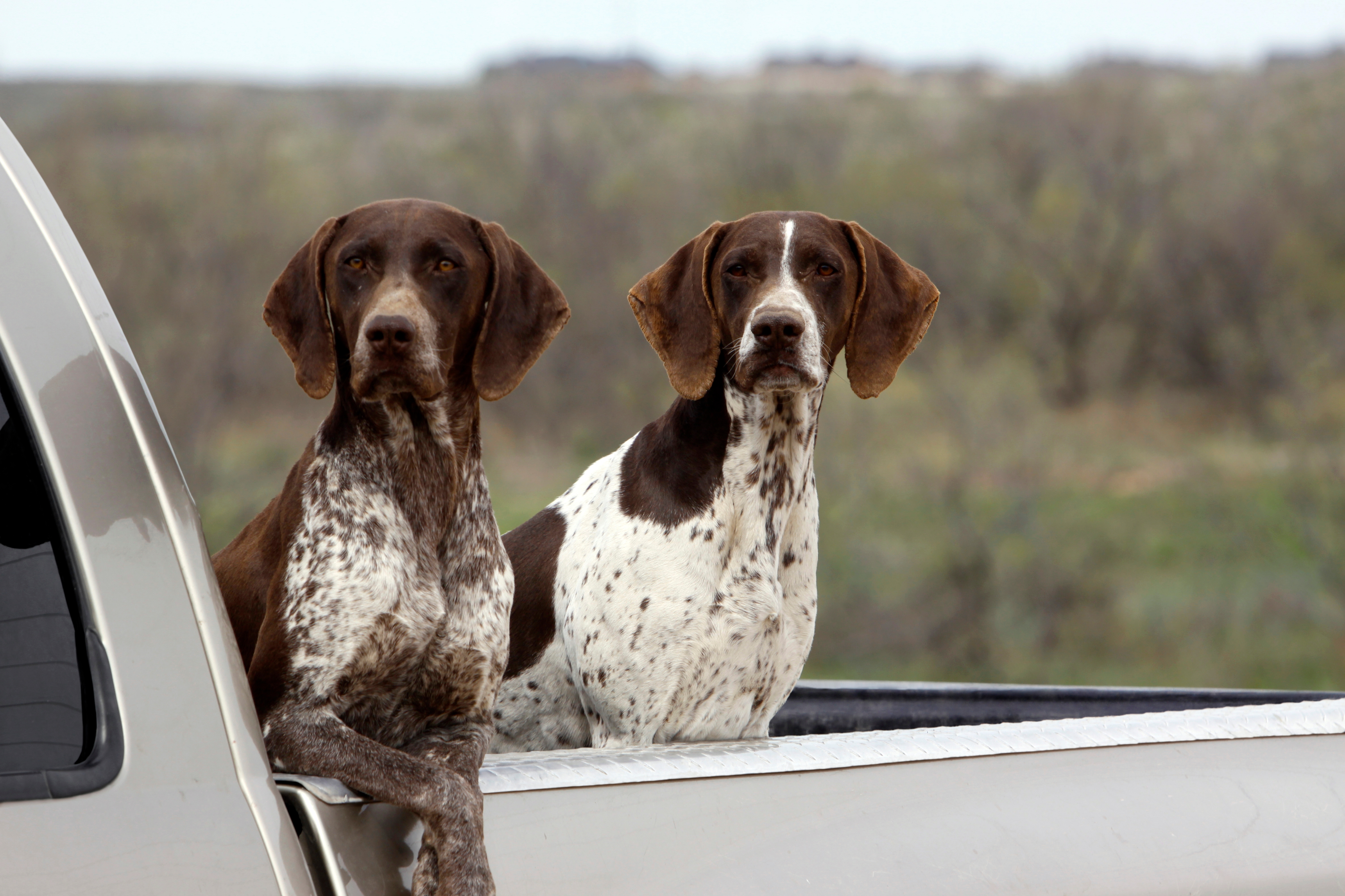 Two dogs with spotted coats sitting in the back of a truck, looking into the distance against a blurred natural background