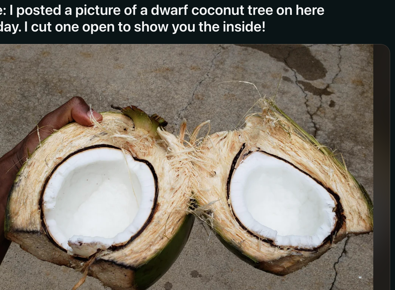 Two halves of a coconut, opened to show the white interior, displayed on a brown surface in an online post about a dwarf coconut tree