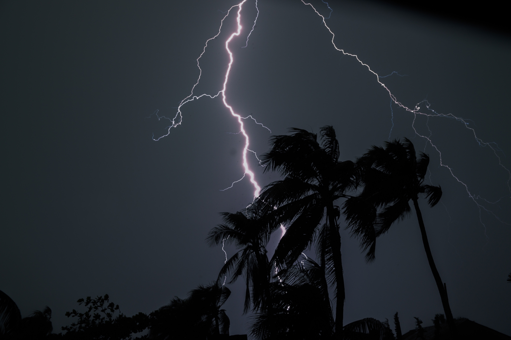 Lightning bolt striking behind silhouetted palm trees in a nighttime scene