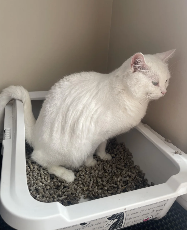 Image showing a white cat sitting upright in a litter box. Reddit post discusses the cat spending an unusual amount of time there
