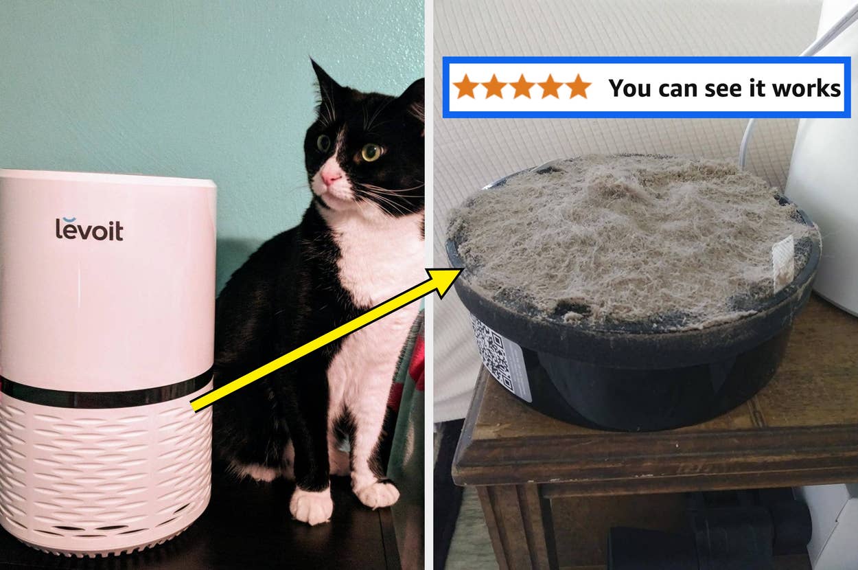 cat next to levoit air purifier; used air purifier filter covered in dust